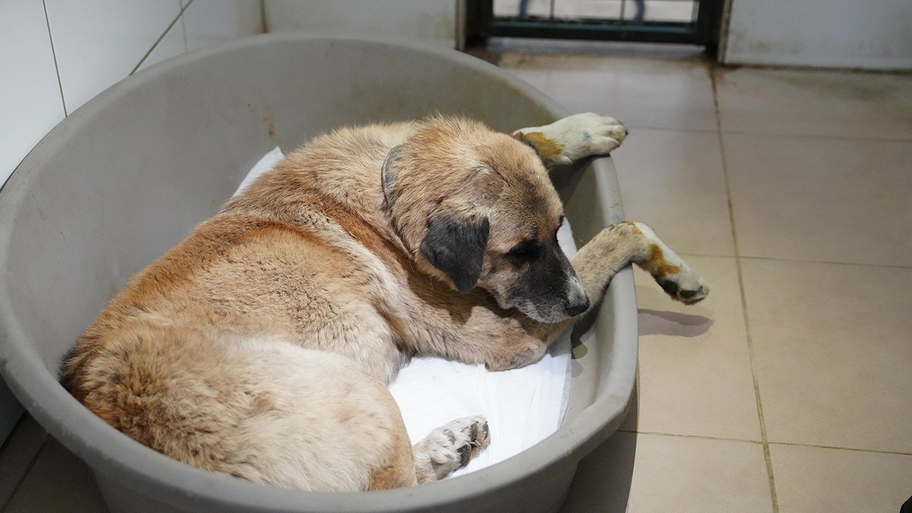 Köpeği ezen sürücü serbest bırakıldı