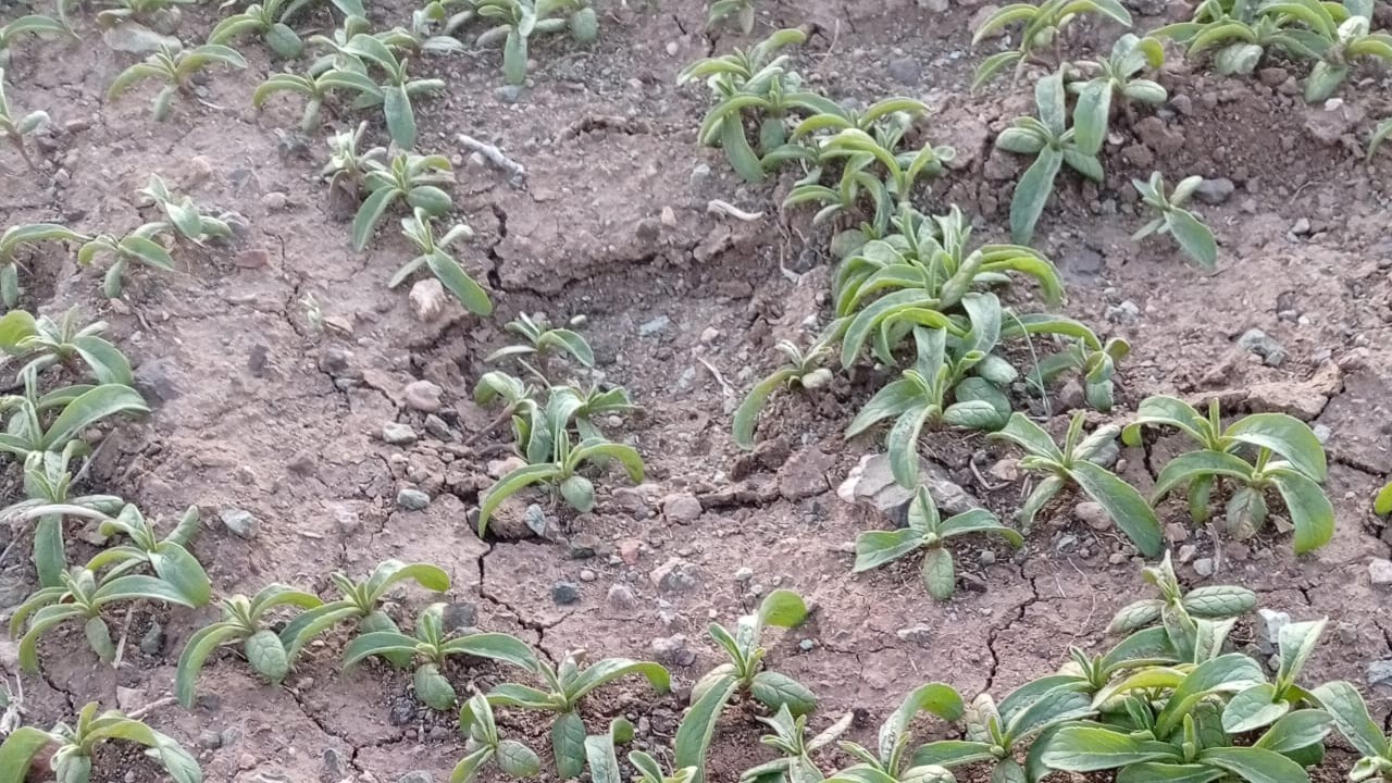 Kozanlı’da sözleşmeli pelemir ekimi kontrol edildi