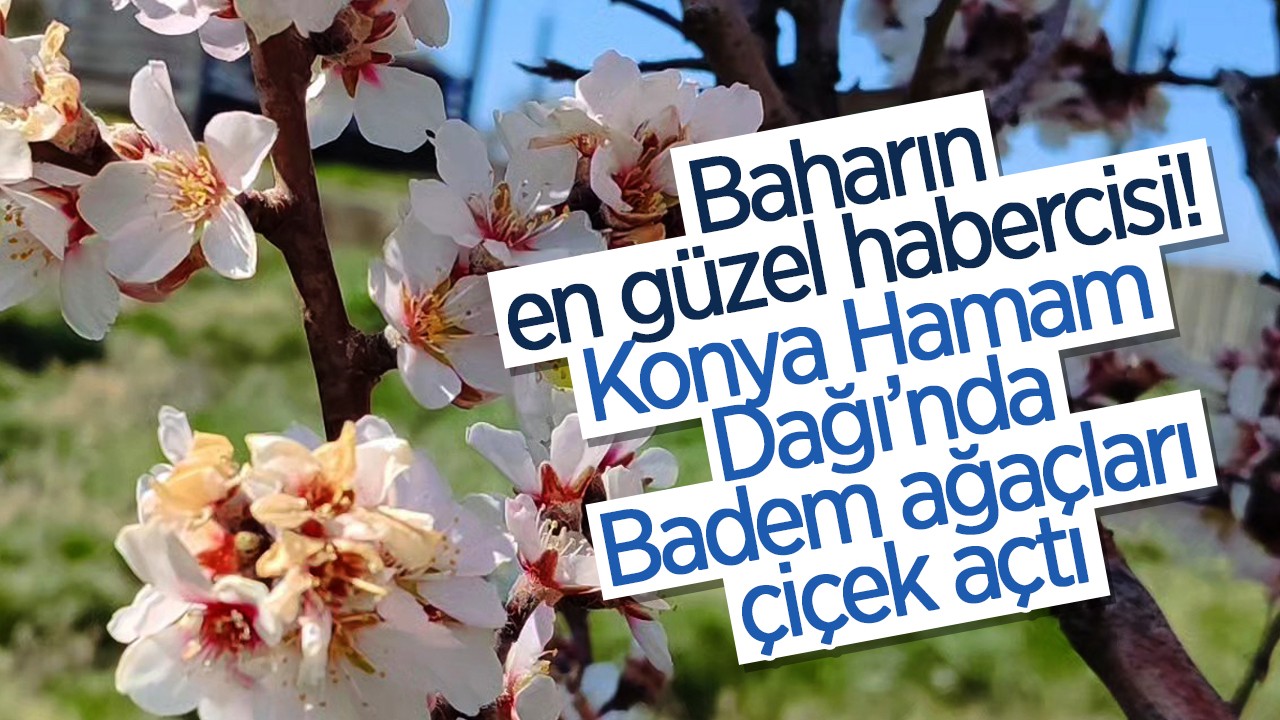 Baharın en güzel habercisi! Konya Hamam Dağı’nda Badem ağaçları çiçek açtı