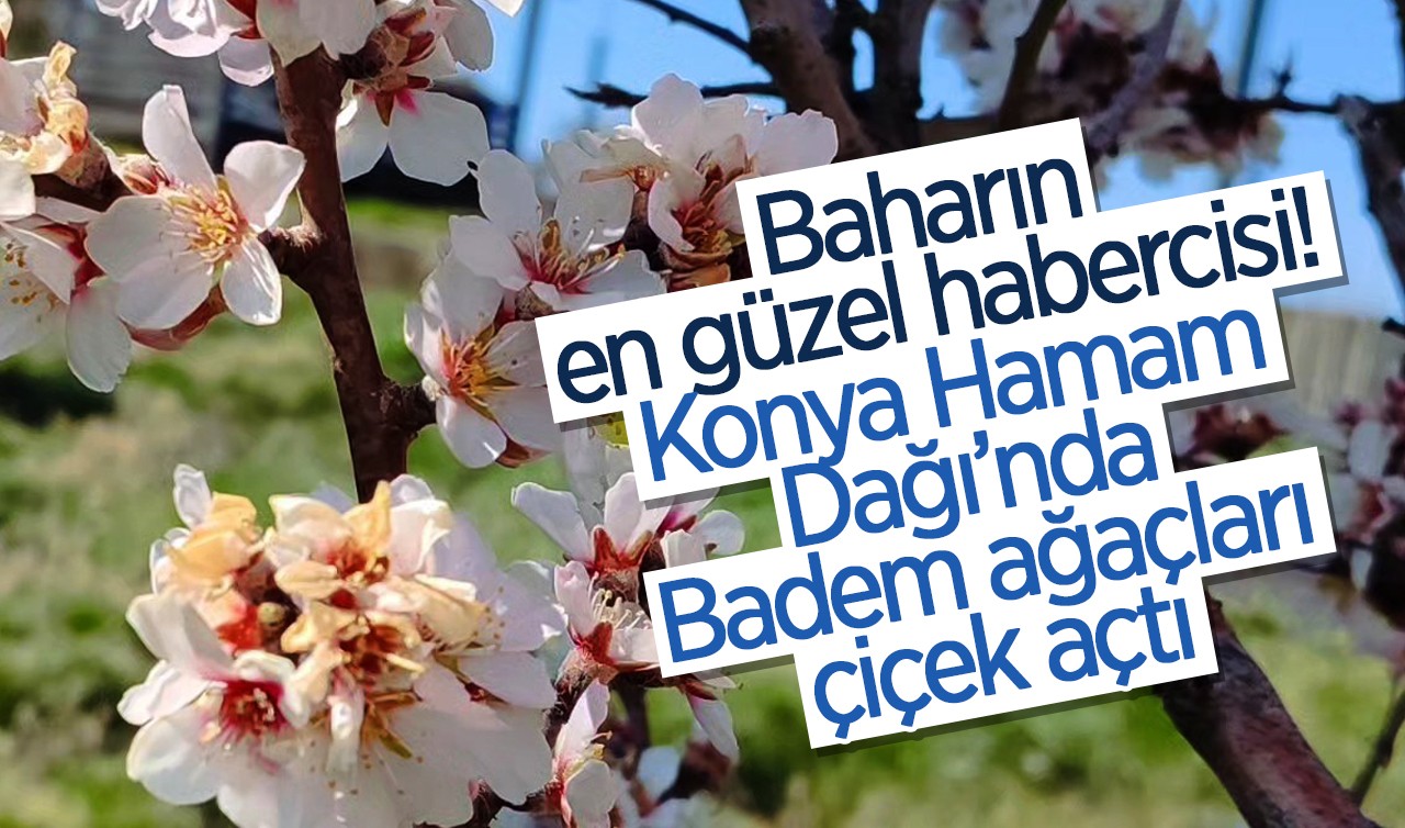 Baharın en güzel habercisi! Konya Hamam Dağı’nda Badem ağaçları çiçek açtı