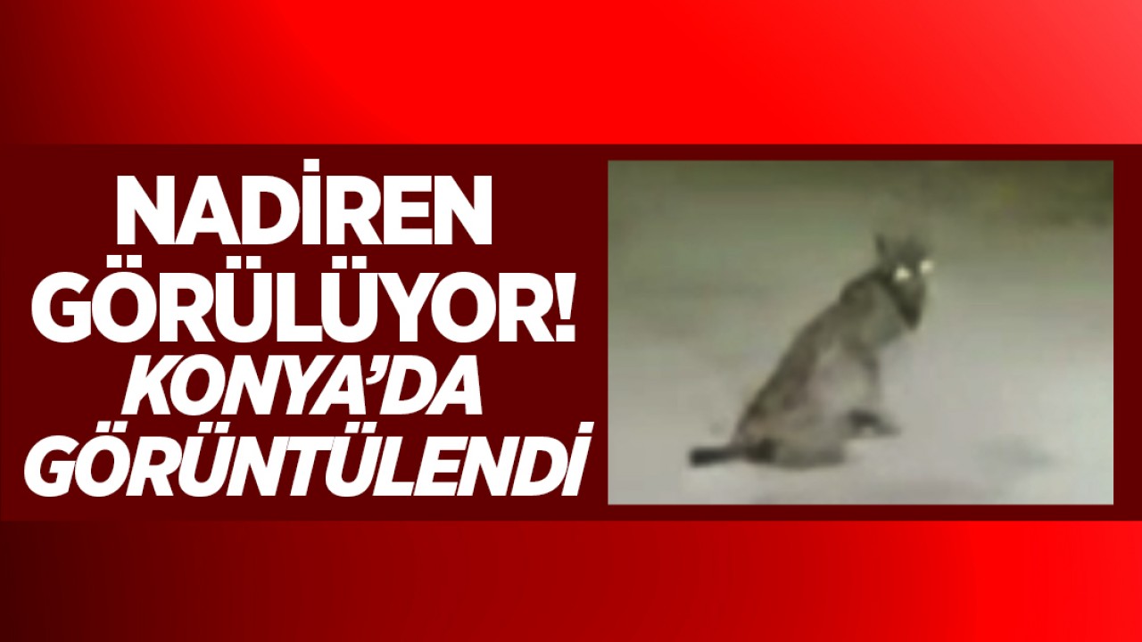 Nadiren görülüyor! Konya’da görüntülendi