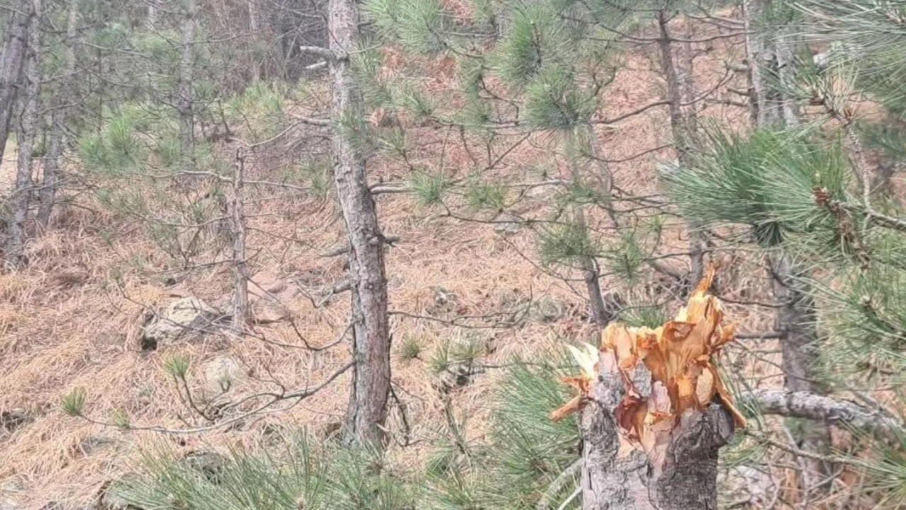 Gökçeyurt Kempos Göleti’nde doğaya zarar: Çam ağaçları kırıldı