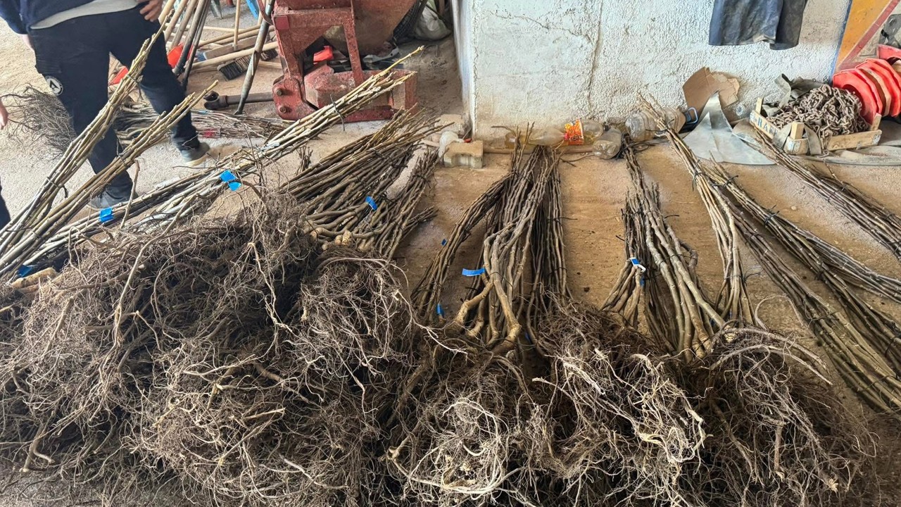 Derbent’te üreticilere ceviz fidanı dağıtıldı