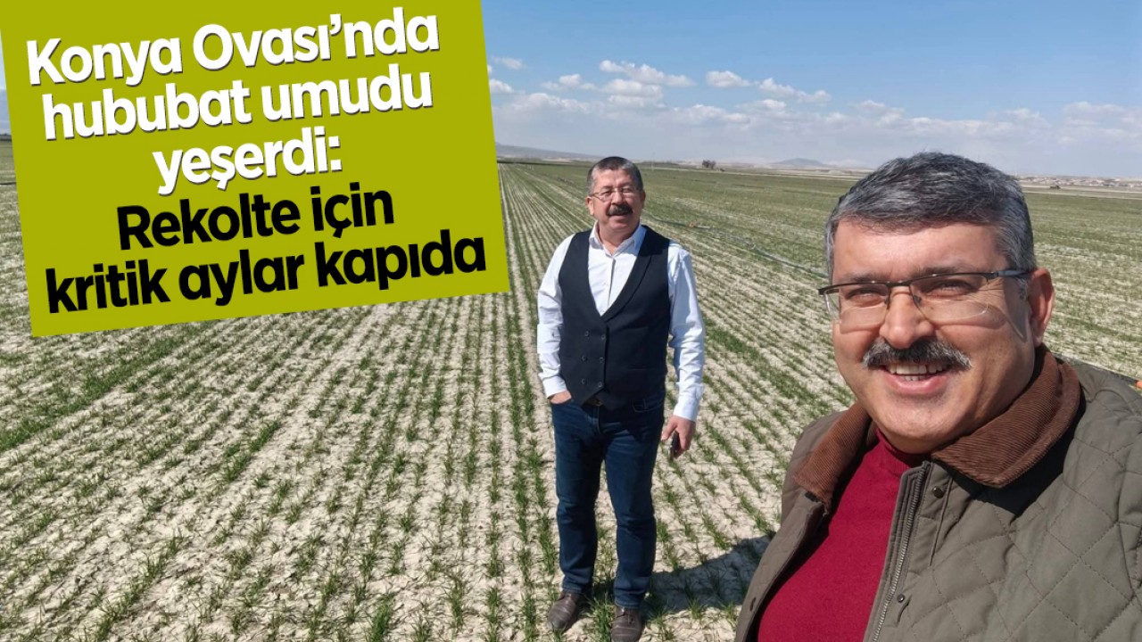 Konya Ovası’nda hububat umudu yeşerdi: Rekolte için kritik aylar kapıda