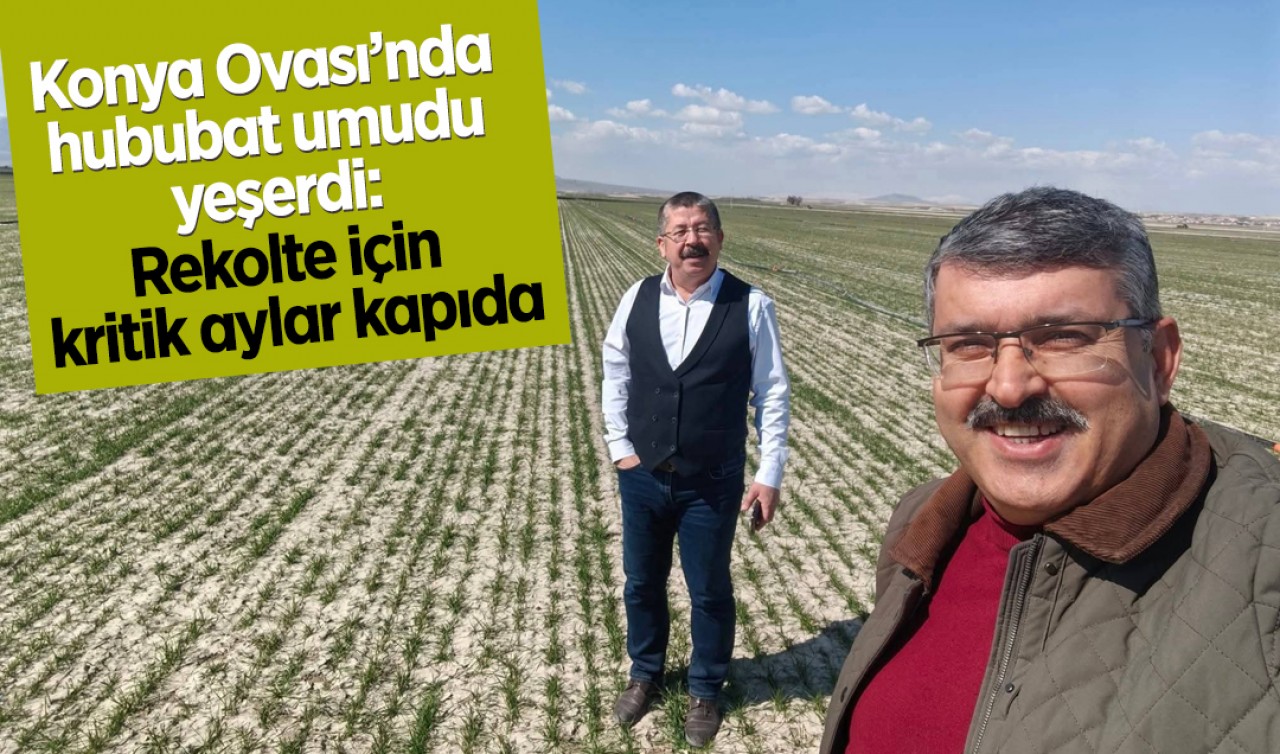 Konya Ovası’nda hububat umudu yeşerdi: Rekolte için kritik aylar kapıda