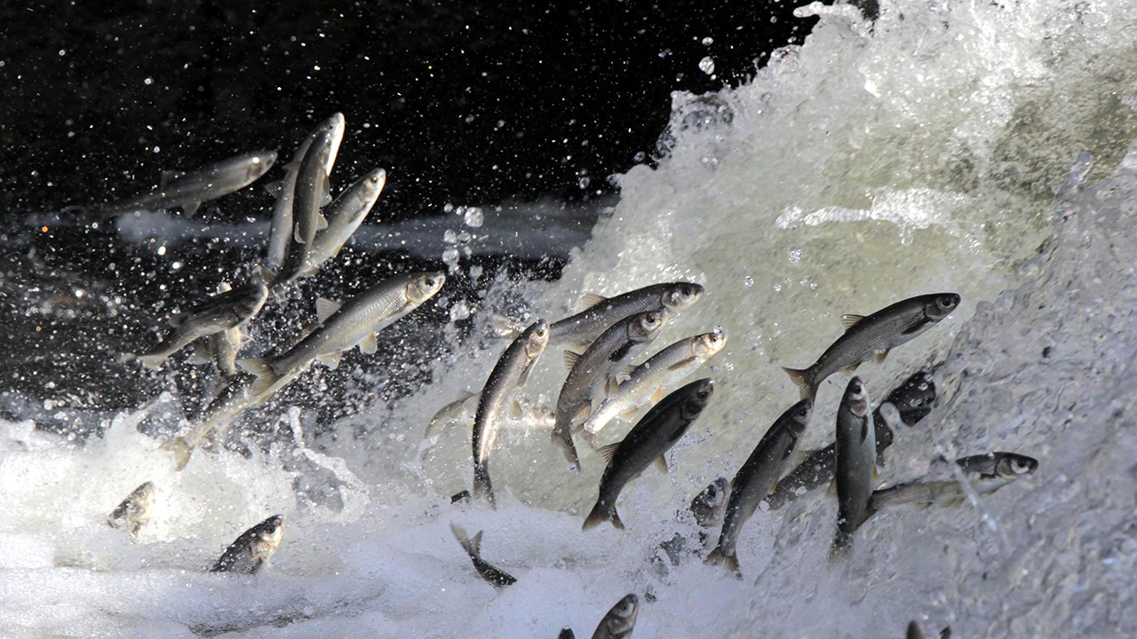 İnci kefali göçünün en çok izlendiği Deliçay'da su seviyesi yükseldi