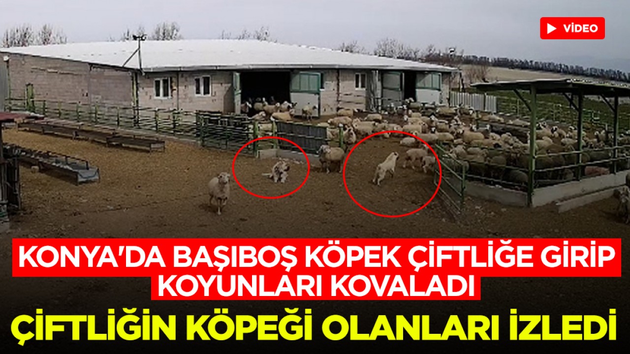 Konya'da başıboş köpek çiftliğe girip koyunları kovaladı, çiftliğin köpeği olanları böyle izledi