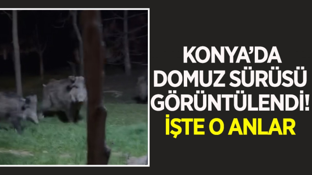 Konya'da domuz sürüsü görüntülendi! İşte o anlar