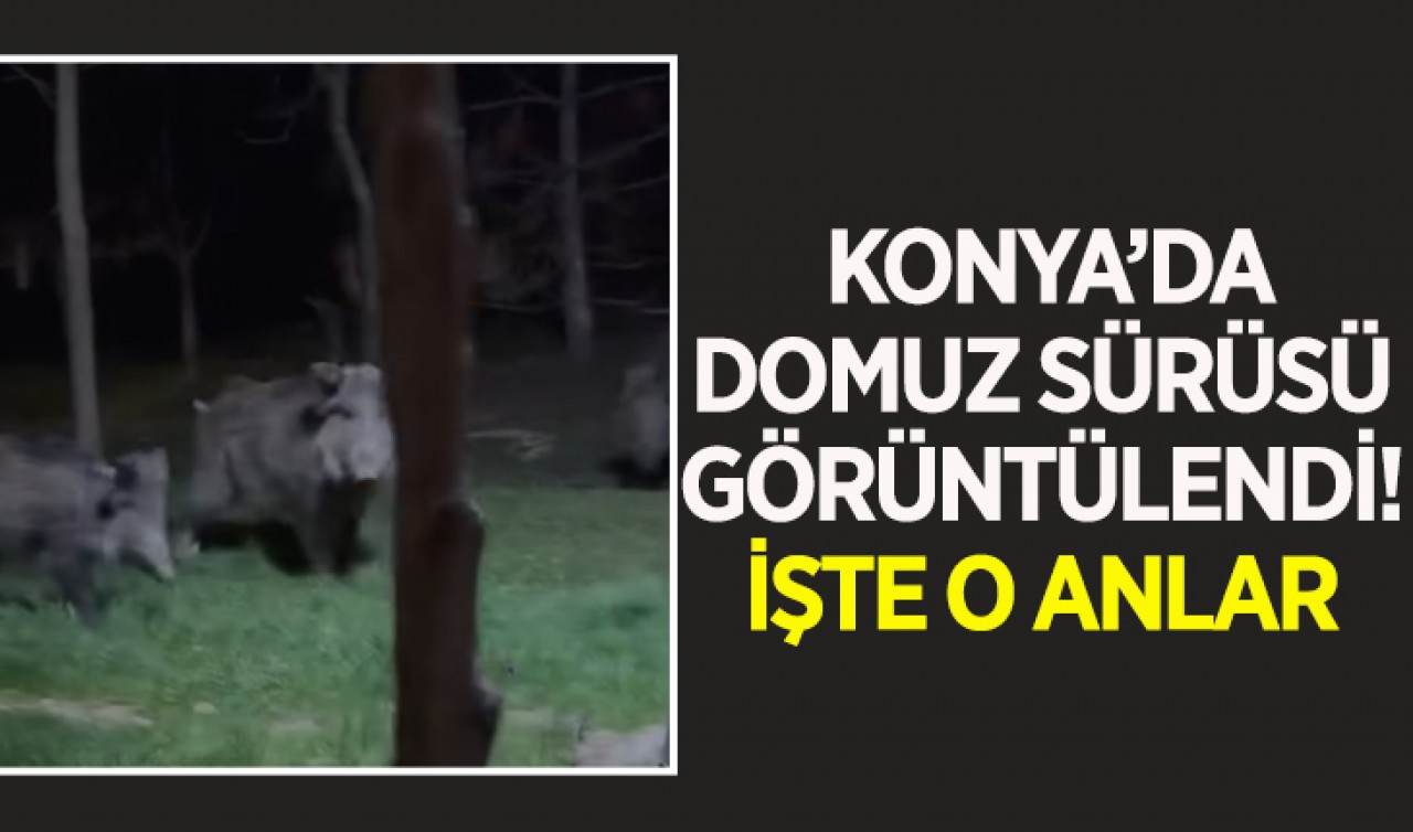 Konya'da domuz sürüsü görüntülendi! İşte o anlar