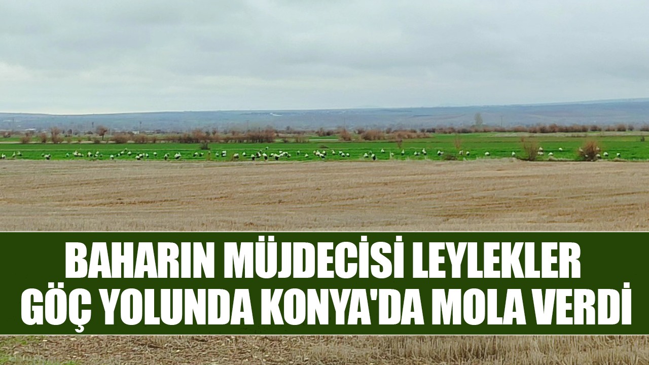 Baharın müjdecisi leylekler göç yolunda Konya'da mola verdi
