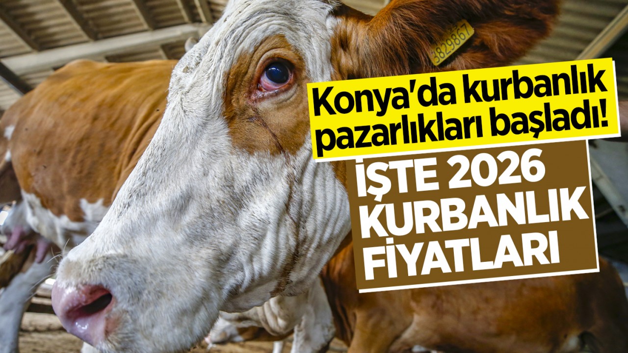 Konya'da kurbanlık pazarlıkları başladı! İşte 2026 kurbanlık fiyatları