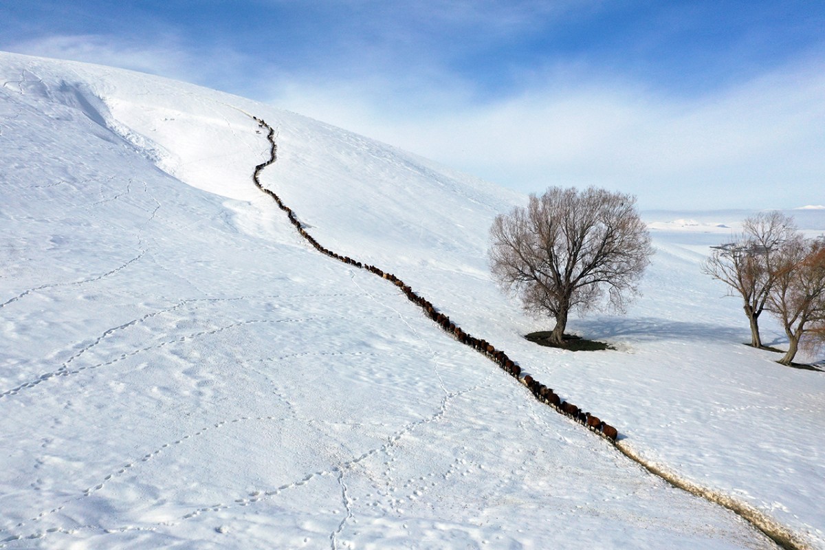 Ağrı’da küçükbaş hayvanların karlı dağlarda 