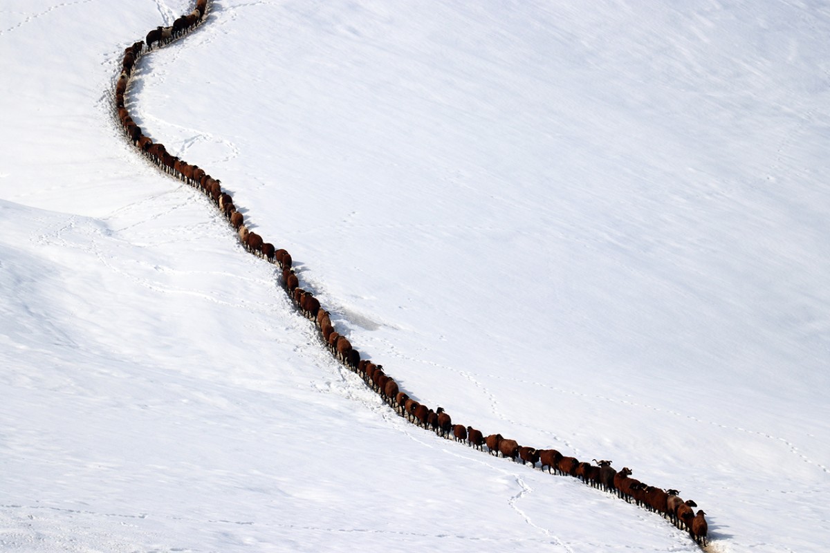 Ağrı’da küçükbaş hayvanların karlı dağlarda 