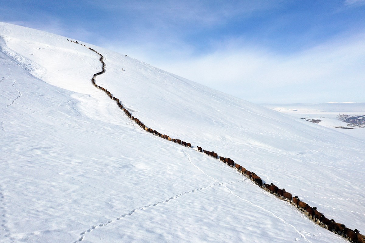 Ağrı’da küçükbaş hayvanların karlı dağlarda 