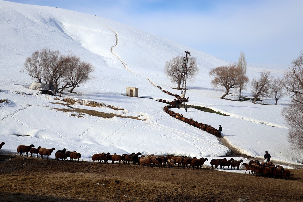 Ağrı’da küçükbaş hayvanların karlı dağlarda 