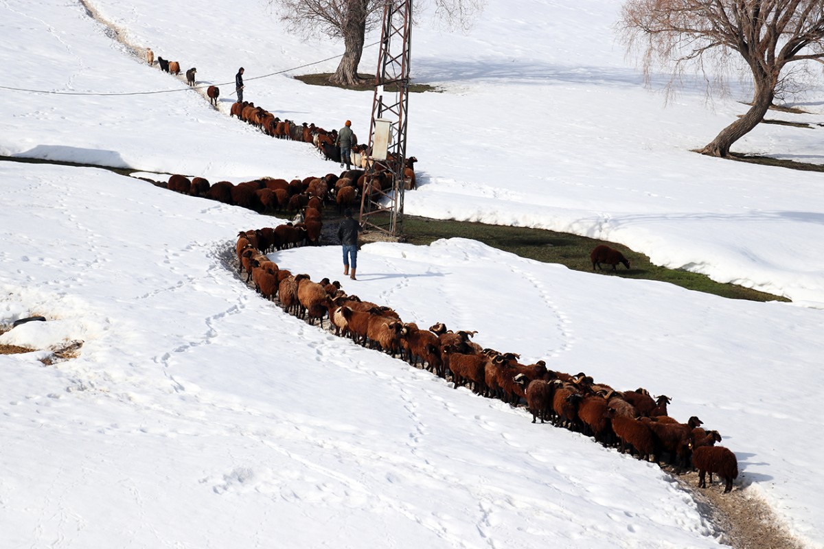 Ağrı’da küçükbaş hayvanların karlı dağlarda 