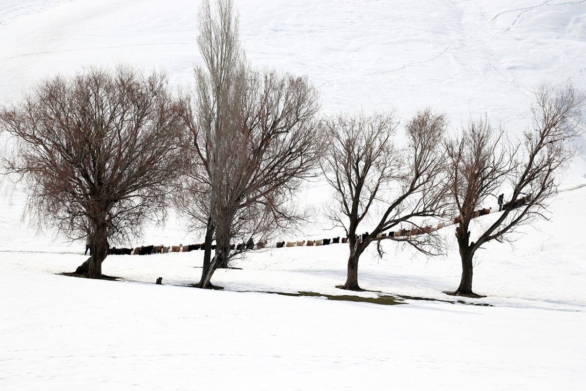 Ağrı’da küçükbaş hayvanların karlı dağlarda 