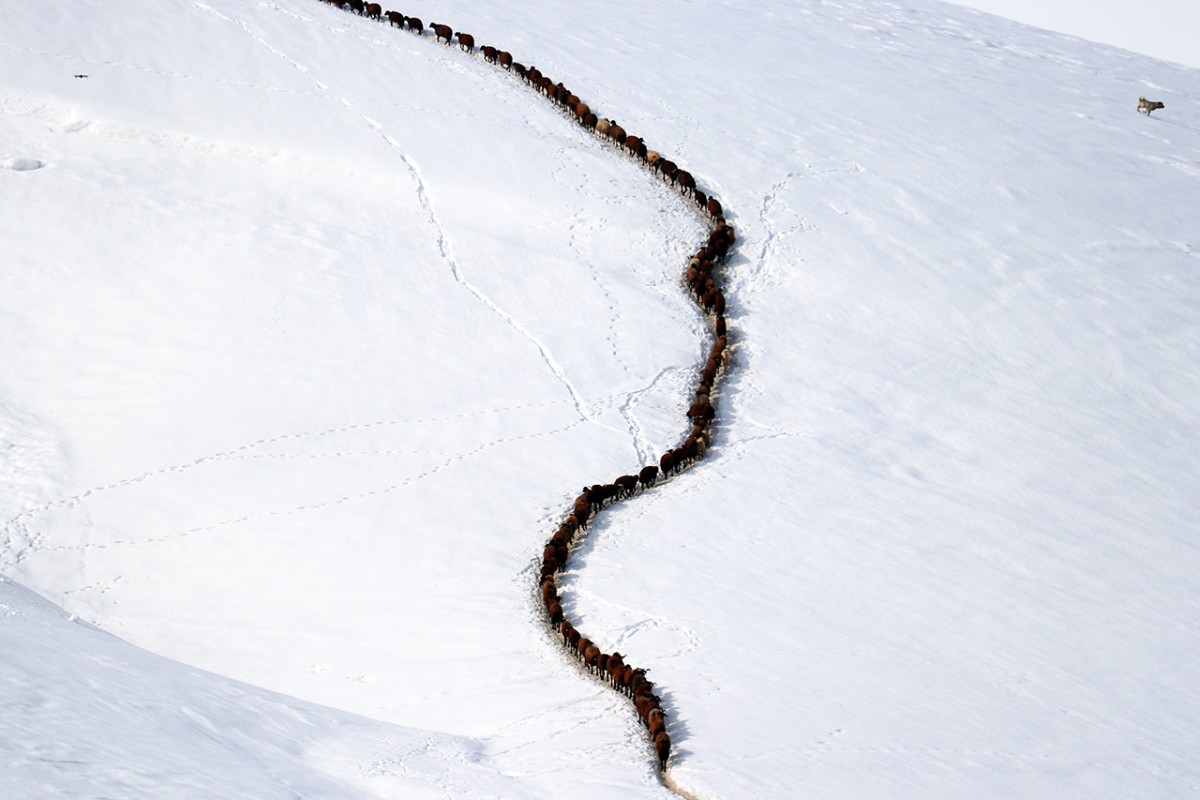 Ağrı’da küçükbaş hayvanların karlı dağlarda 