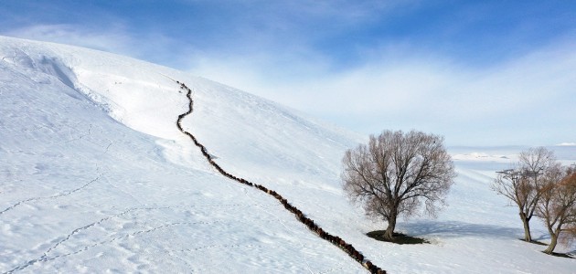 Ağrı’da küçükbaş hayvanların karlı dağlarda 