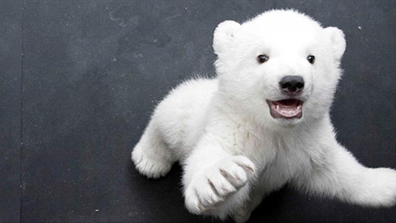 Karada yaşayan en büyük ve en güçlü etobur hangisidir? Milyoner Sorusu