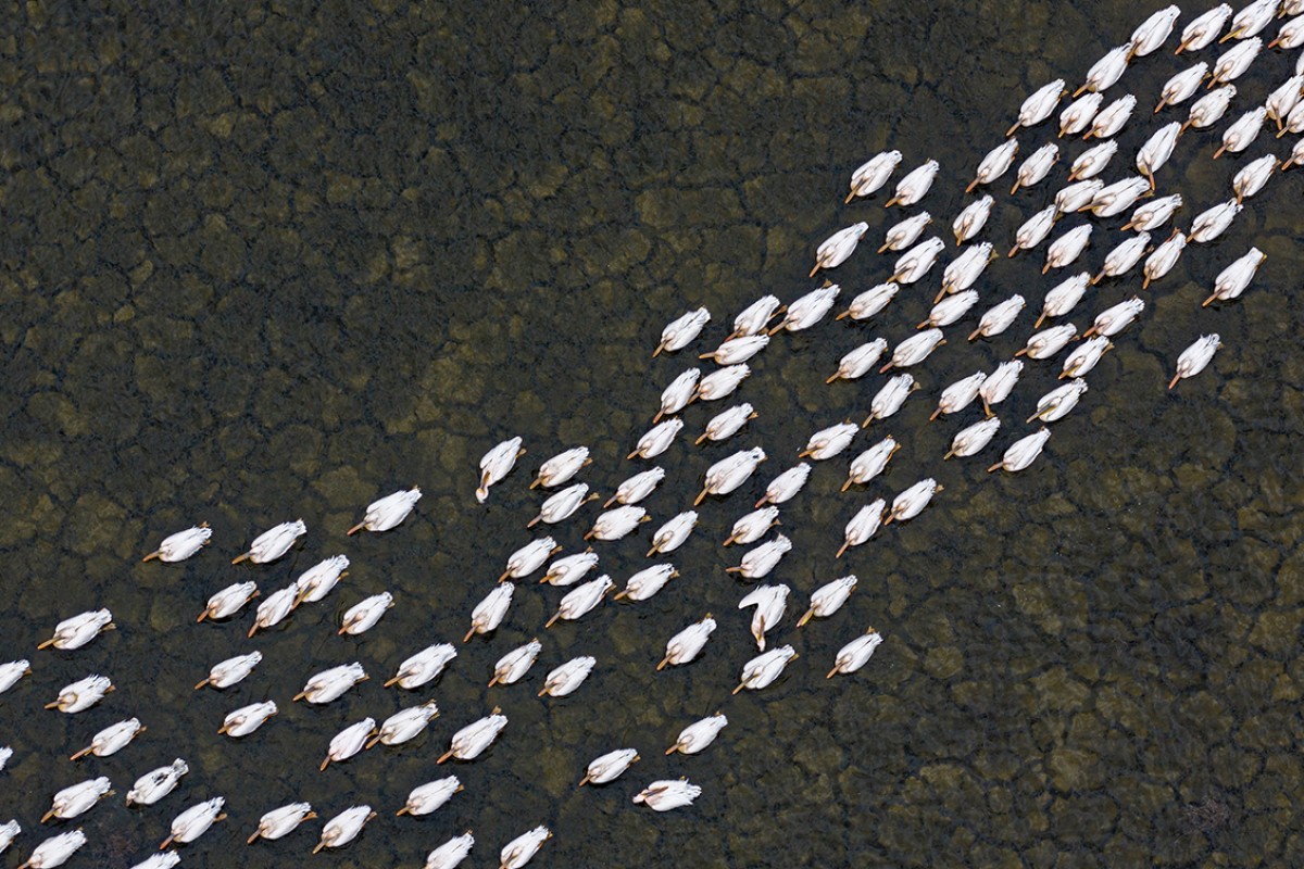 Ak pelikanlar Çavuşçu Gölü’nde mola verdi