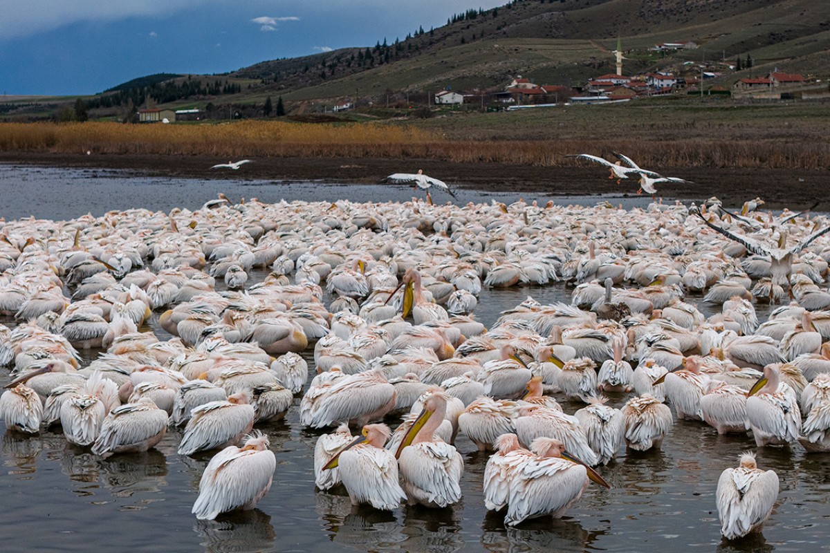 Ak pelikanlar Çavuşçu Gölü’nde mola verdi