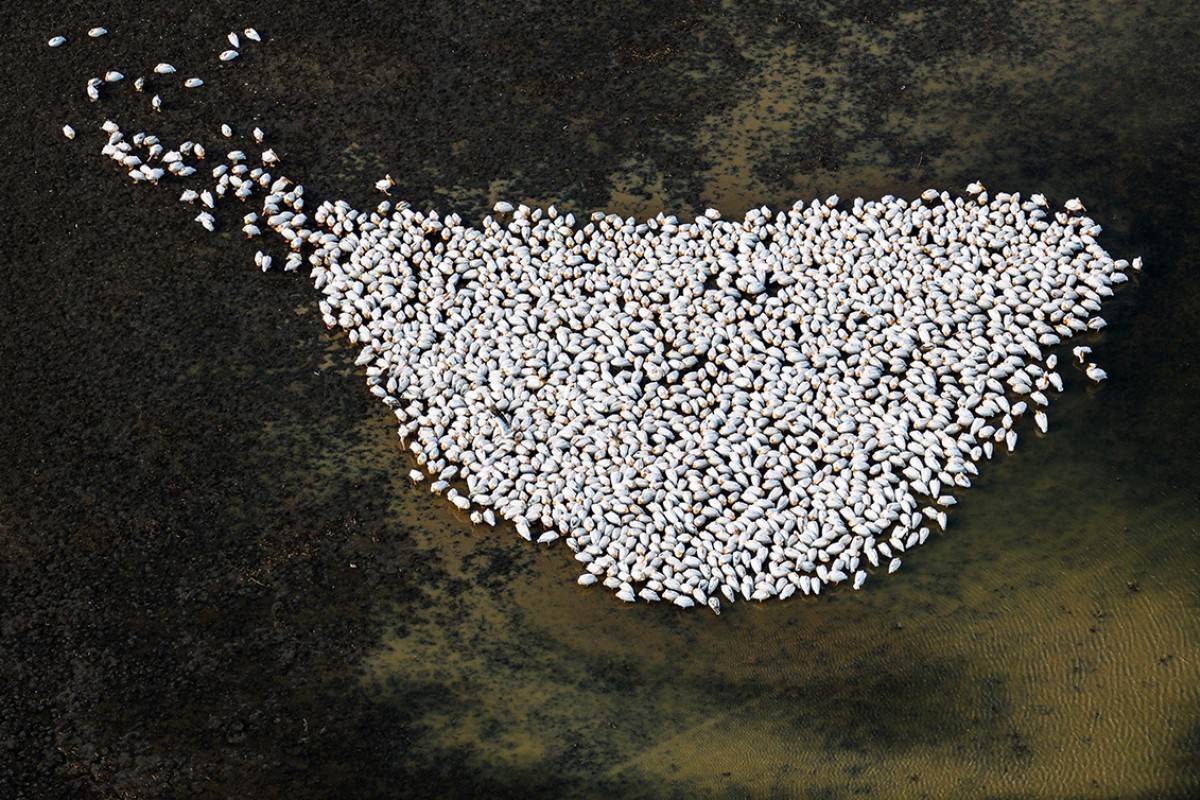 Ak pelikanlar Çavuşçu Gölü’nde mola verdi