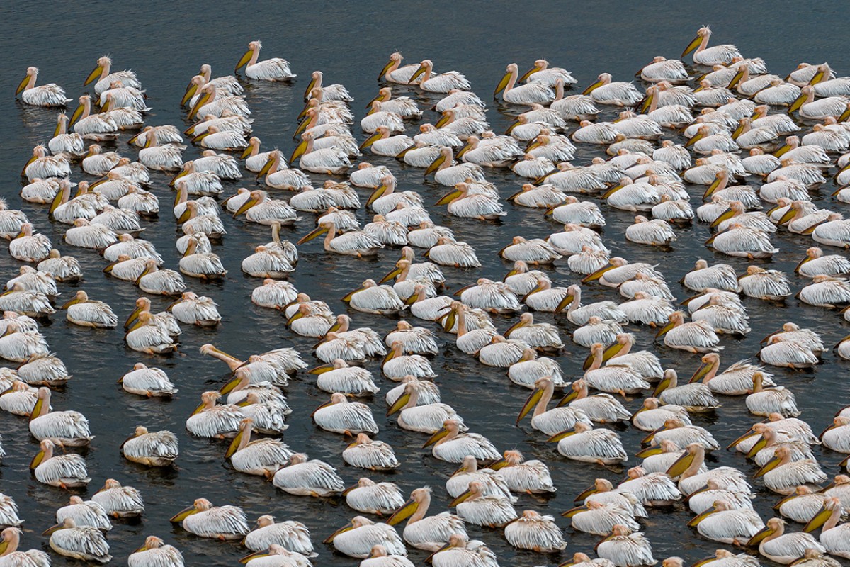 Ak pelikanlar Çavuşçu Gölü’nde mola verdi