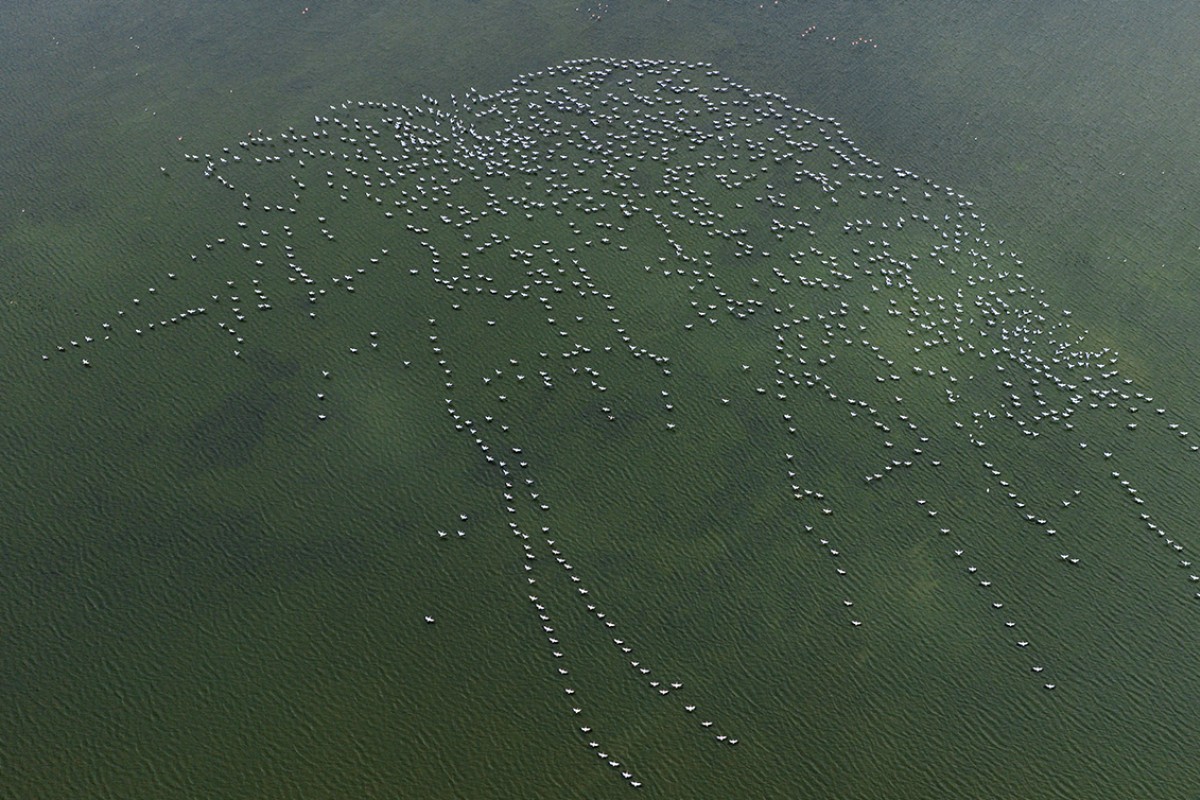 Ak pelikanlar Çavuşçu Gölü’nde mola verdi