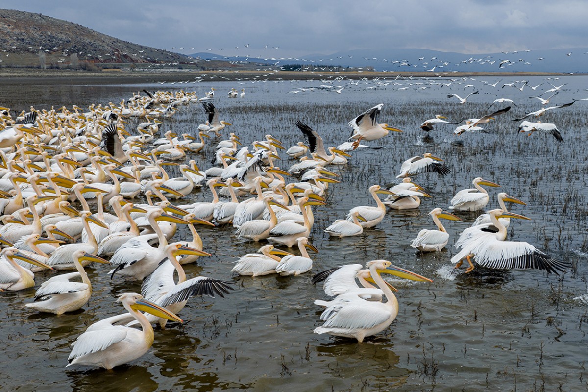 Ak pelikanlar Çavuşçu Gölü’nde mola verdi