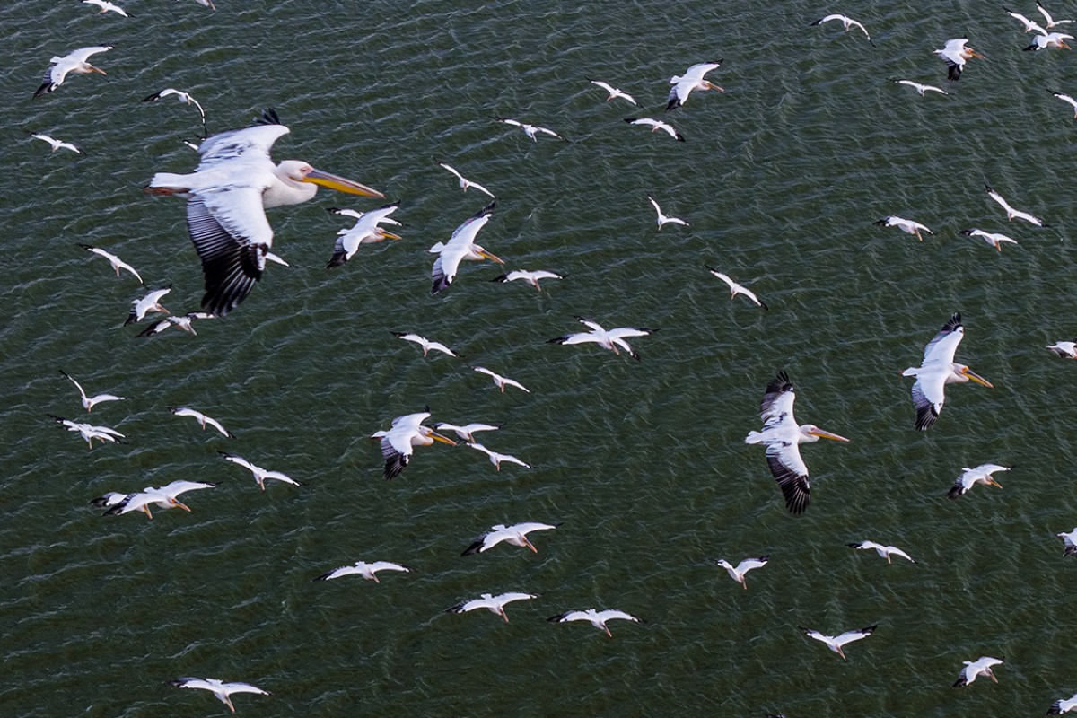 Ak pelikanlar Çavuşçu Gölü’nde mola verdi
