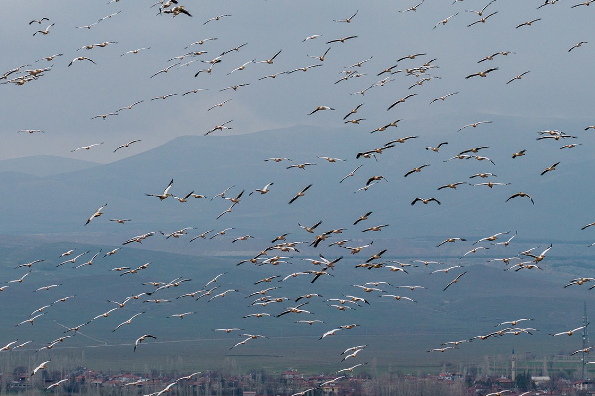 Ak pelikanlar Çavuşçu Gölü’nde mola verdi