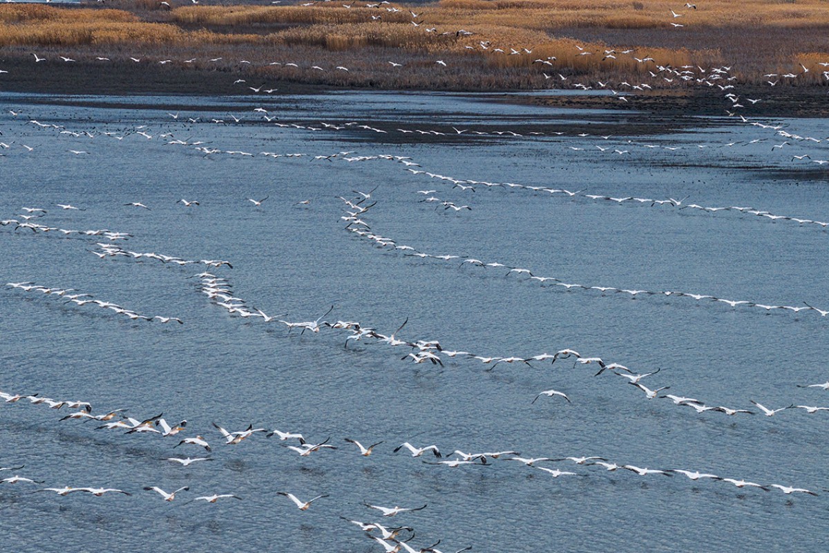 Ak pelikanlar Çavuşçu Gölü’nde mola verdi