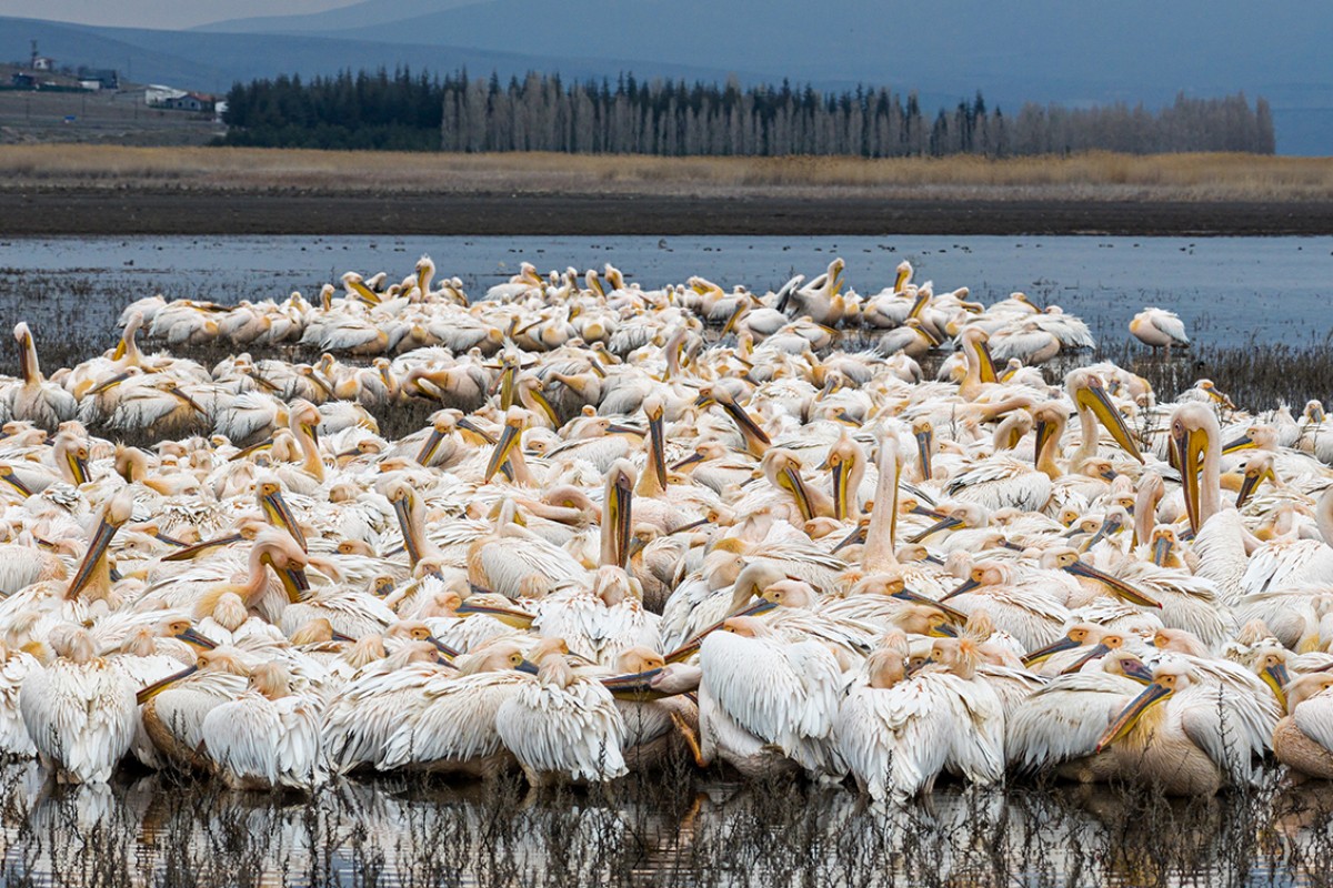 Ak pelikanlar Çavuşçu Gölü’nde mola verdi