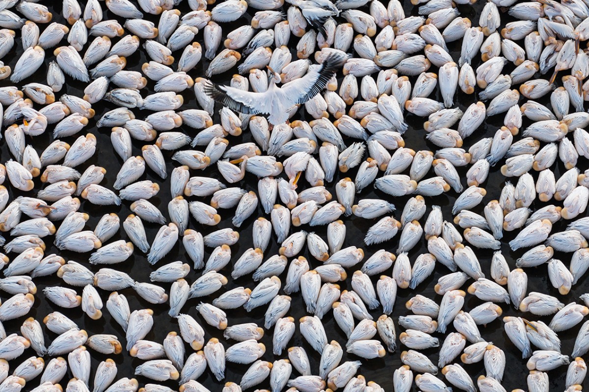 Ak pelikanlar Çavuşçu Gölü’nde mola verdi