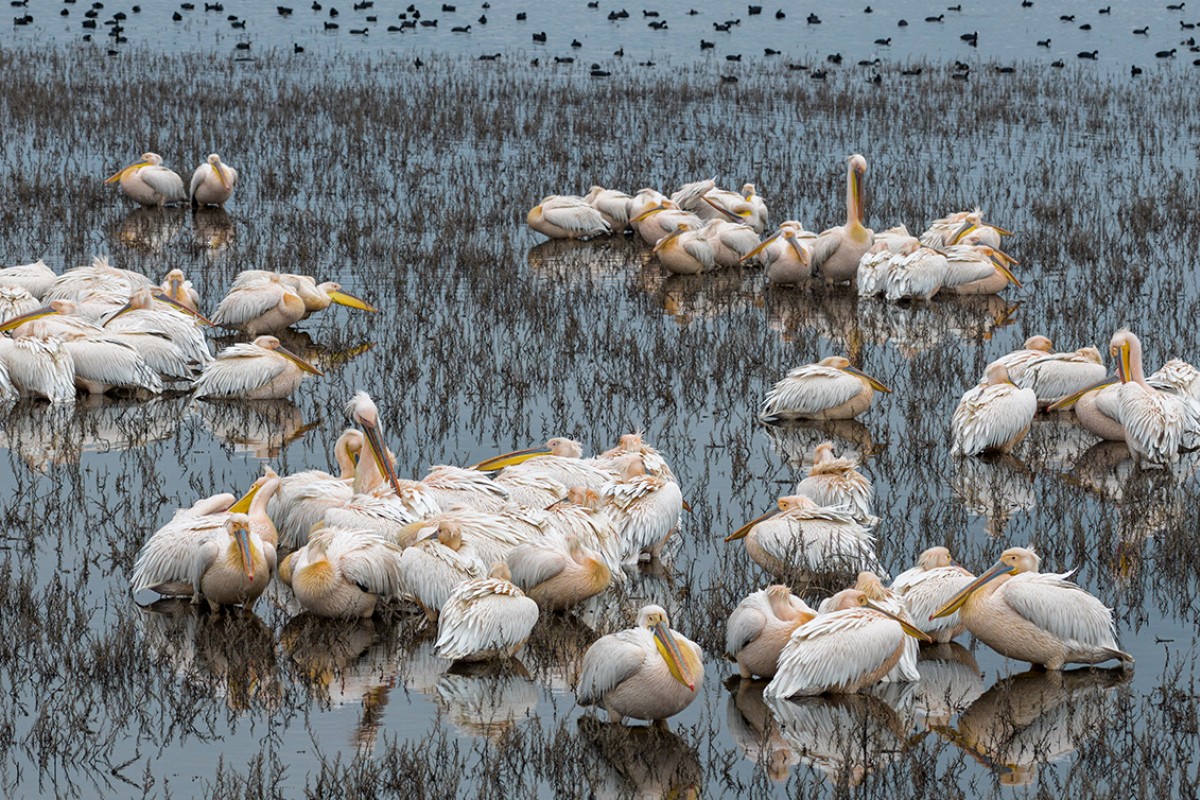 Ak pelikanlar Çavuşçu Gölü’nde mola verdi