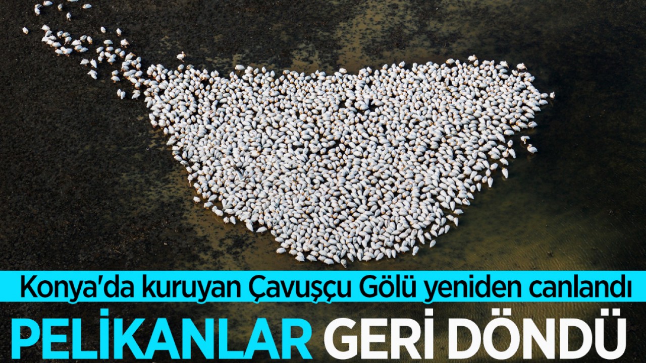 Konya'da kuruyan Çavuşçu Gölü yeniden canlandı, pelikanlar geri döndü