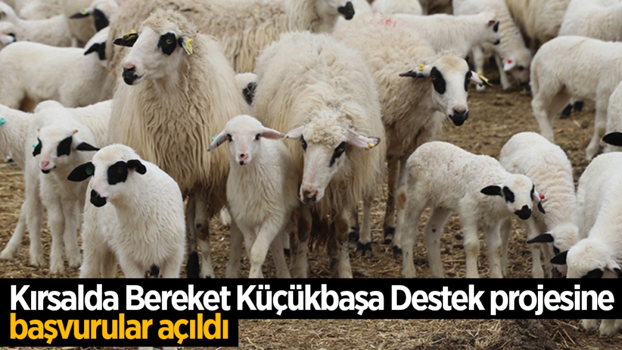 Bakan Yumaklı duyurdu: Kırsalda Bereket Küçükbaşa Destek projesine başvurular açıldı