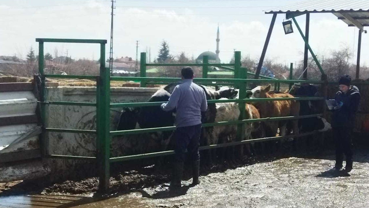 Konya’da hayvan sağlığı için aşılama seferberliği sürüyor
