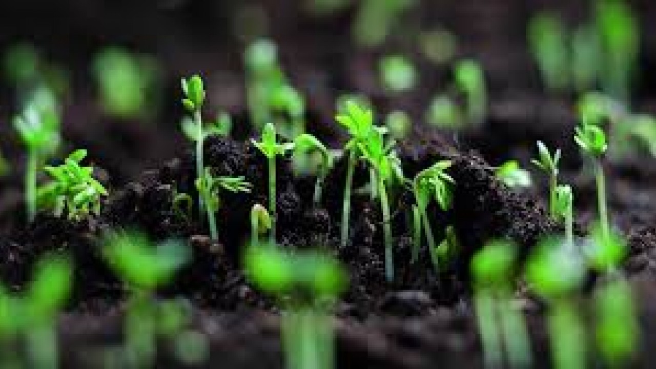 Nisan ayında ne ekilir?