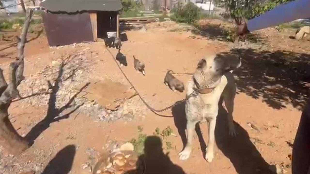 Dövüş köpeği üretip yavruların kulaklarını kestiler! 327 bin TL ceza uygulandı