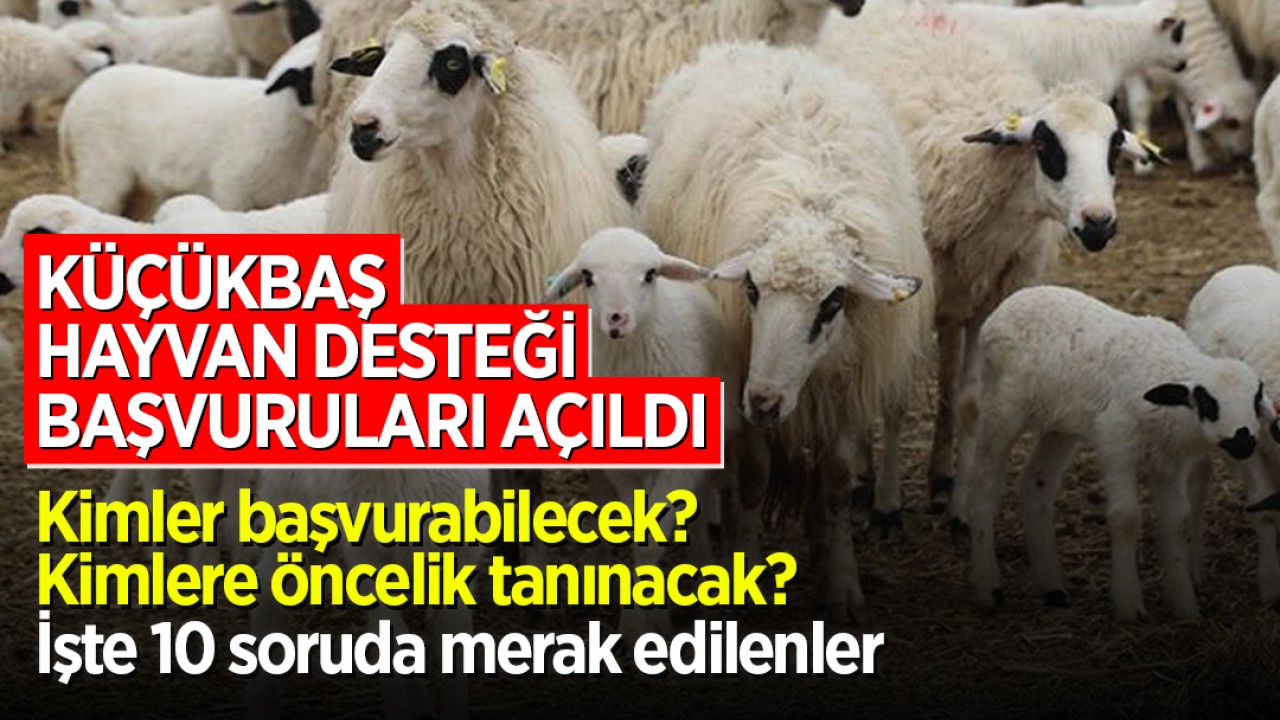 Küçükbaş hayvan desteği başvuruları açıldı: Kimler başvurabilecek? Kimlere öncelik tanınacak? İşte 10 soruda merak edilenler