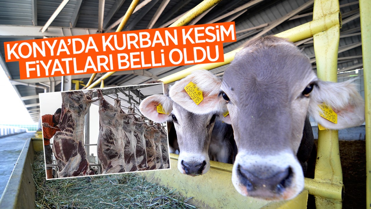 Konya kurban kesim fiyatları belli oldu: 2025’e göre fiyat ne kadar arttı?