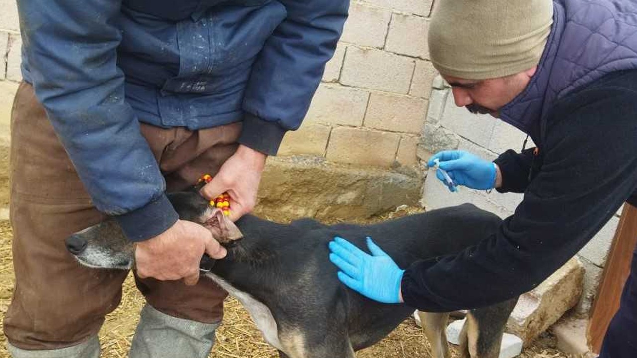 Sarayönü’nde kuduzla mücadele! Aşılama çalışmaları aralıksız sürüyor