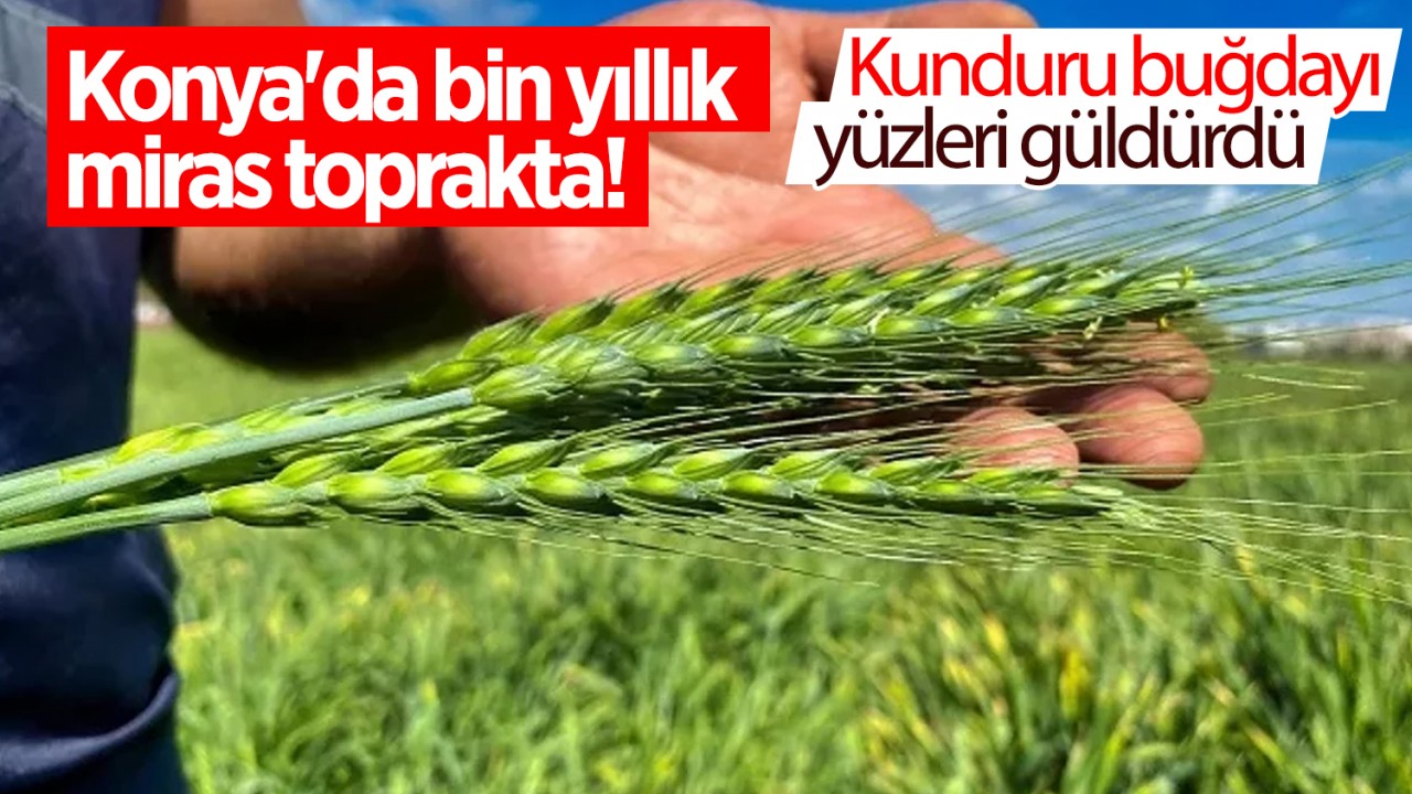 Konya'da bin yıllık miras toprakta! Kunduru buğdayı yüzleri güldürdü
