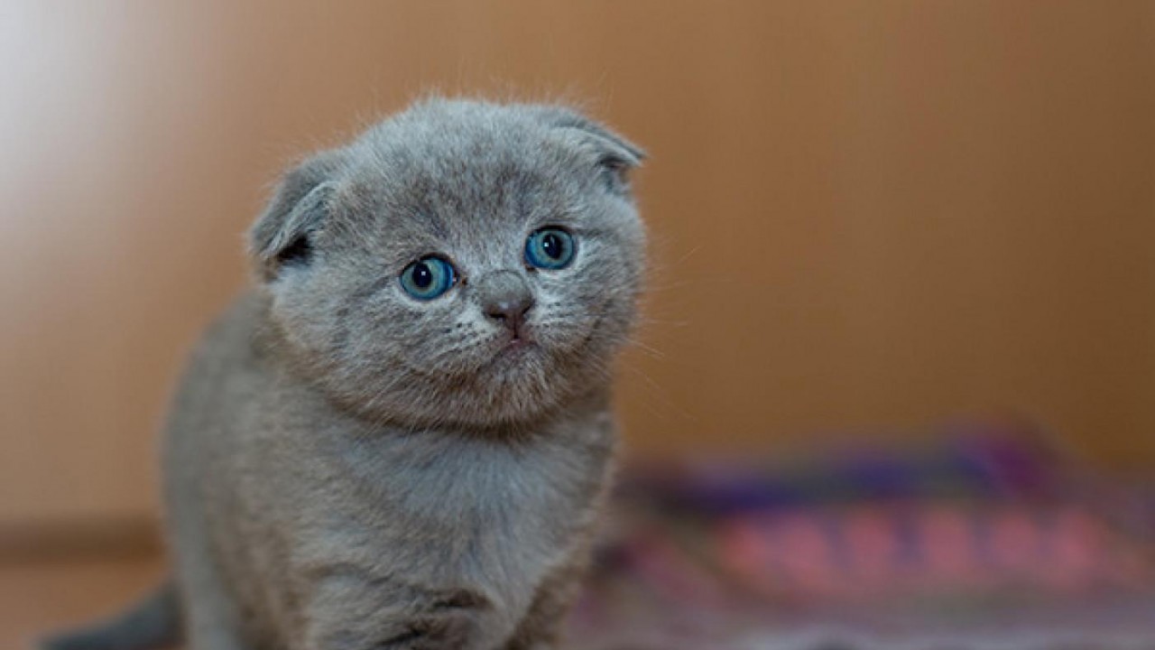 Scottish Fold Sahiplenme 2026: Güncel Rehber, Fiyatlar ve Dikkat Edilmesi Gerekenler