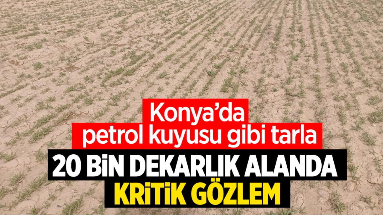 Konya'da petrol kuyusu gibi tarla! 20 bin dekarlık alanda kritik gözlem