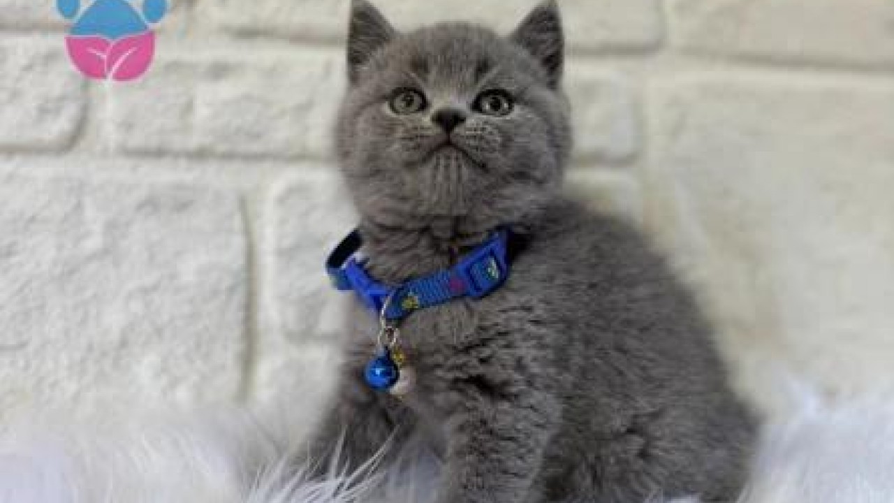 British Shorthair Sahiplenirken Nelere Dikkat Etmeliyiz? (2026 Güncel Rehber)