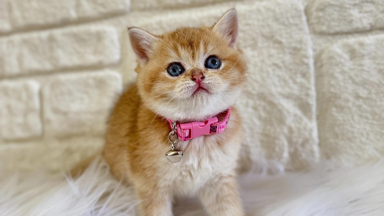 British Shorthair Irkı Uysal mıdır? (2026 Güncel Rehber)