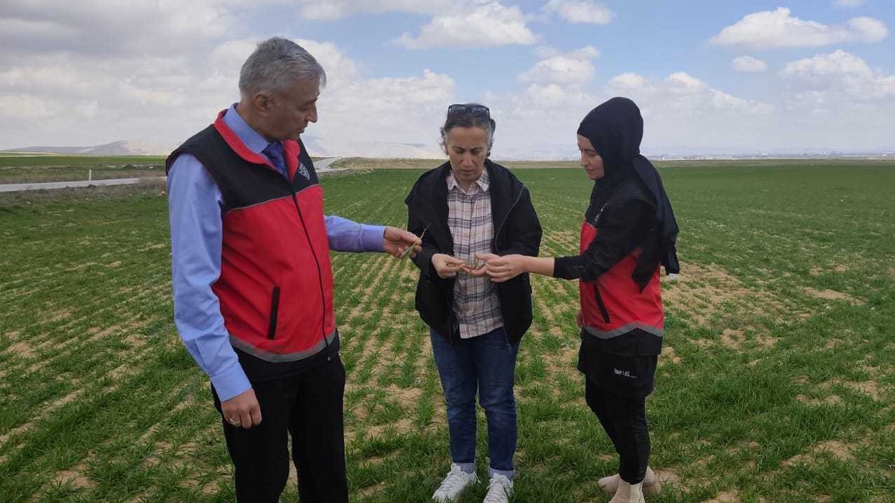 Konya’da hububat alanlarında arazi kontrolleri sürüyor